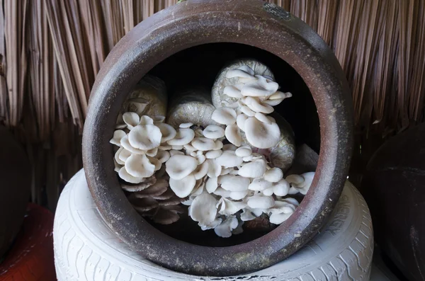 Mushroom Cultivation in jar — Stock Photo, Image