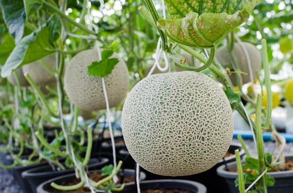 Melon eller cantaloupemelon frukt på träd — Stockfoto