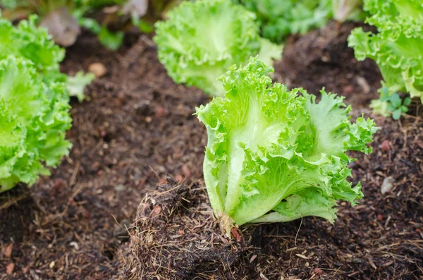 Kopfsalat — Stockfoto