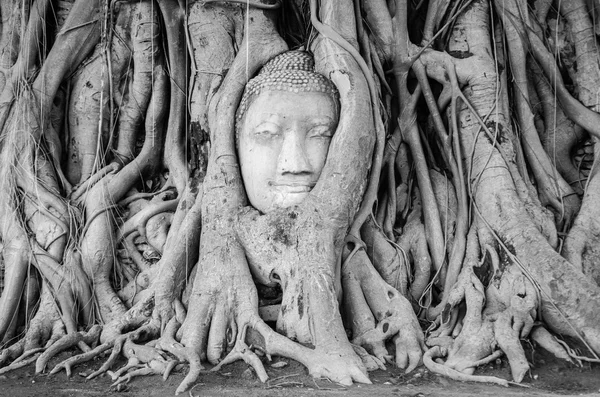 Testa di statua di Buddha nelle radici degli alberi Immagini Stock Royalty Free