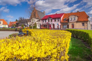Polonya, Wielkopolska, Pobiedziska, Pazar Meydanı, Heykel, çiçek açmış Forsythia arka planda Martin Kilisesi, güneş ışığı, bahar başı,