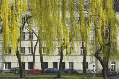 Polonya, Yukarı Silezya, Zabrze, Floriana Caddesi 'ndeki Park ve Binalar, ilkbaharın başları, güneş ışığı, ön planda söğütler