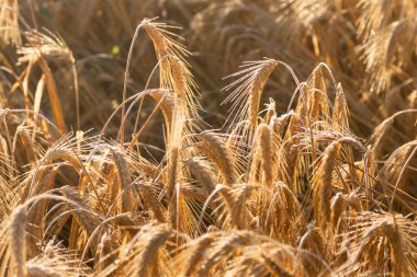 Yaz sabahında gün ışığında arpa kulakları, çivilerin üzerindeki çiy damlaları.