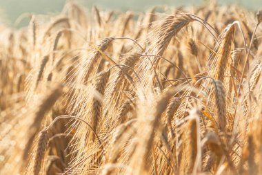 Yaz sabahında gün ışığında arpa kulakları, çivilerin üzerindeki çiy damlaları.