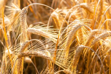 Yaz sabahında gün ışığında arpa kulakları, çivilerin üzerindeki çiy damlaları.