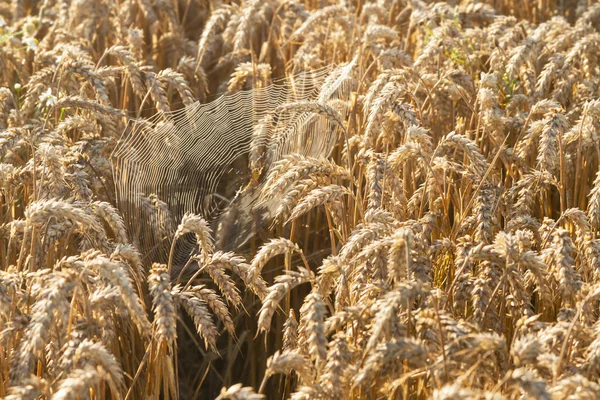 Sunlit Spiderweb Ears Wheat Dew Summertime Morning — Stock Photo, Image