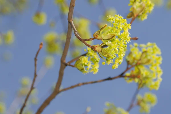 Elm bloesem in het vroege voorjaar — Stockfoto