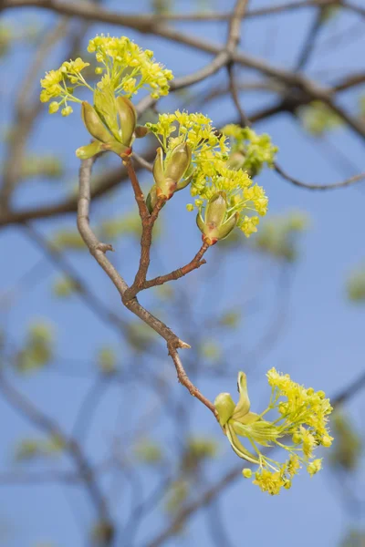 Elm bloesem in het vroege voorjaar — Stockfoto