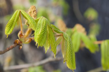 Kestane erken ilkbaharda bırakır