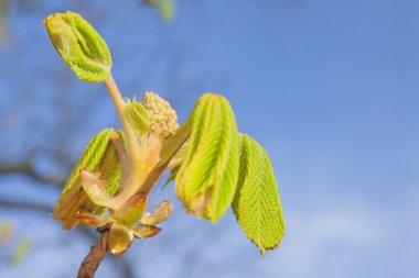 Kestane erken ilkbaharda bırakır
