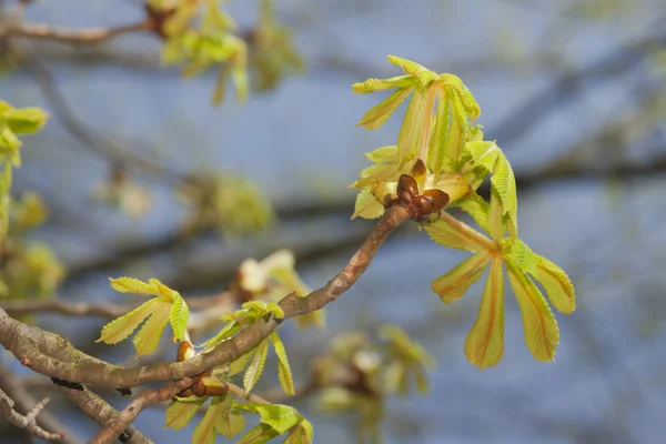 Kastanje laat in het vroege voorjaar — Stockfoto