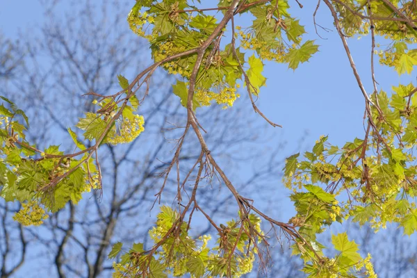 Acer bloesem in het vroege voorjaar — Stockfoto