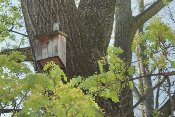 Birdhouse na stromě — Stock fotografie