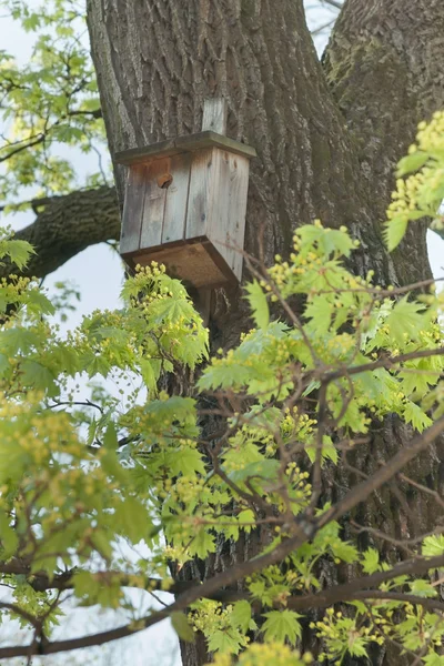 Birdhouse on a tree — Stock Photo, Image