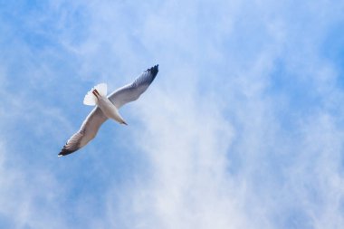 Bulutlara Karşı Uçuş Gökyüzünde martılar, gün ışığı