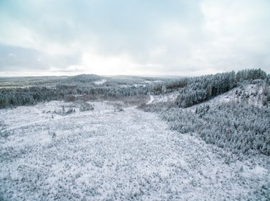 Tepelerde yaprak dökmeyen ağaçlar