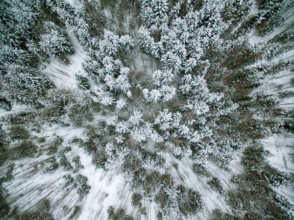 Inverno nella foresta sempreverde — Foto Stock