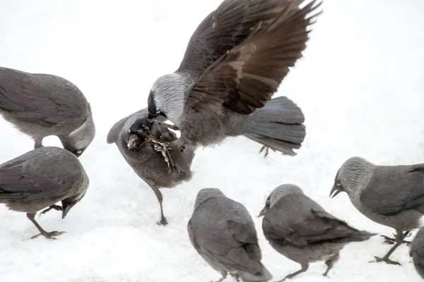 Agression féroce des oiseaux — Photo