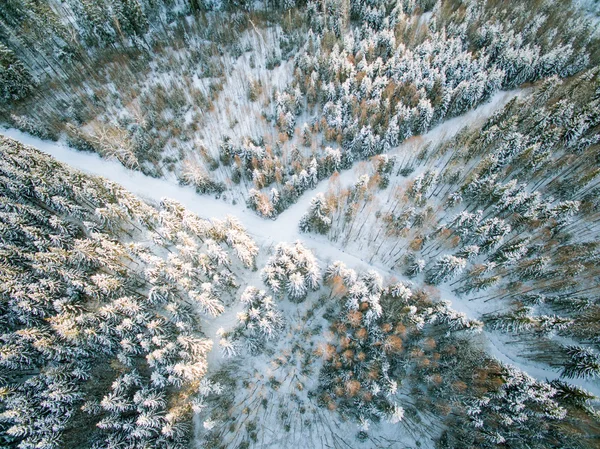 Перекресток дорог в лесу — стоковое фото