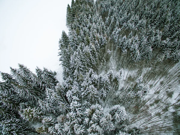 Streuung von Schnee auf immergrünen Wald — Stockfoto