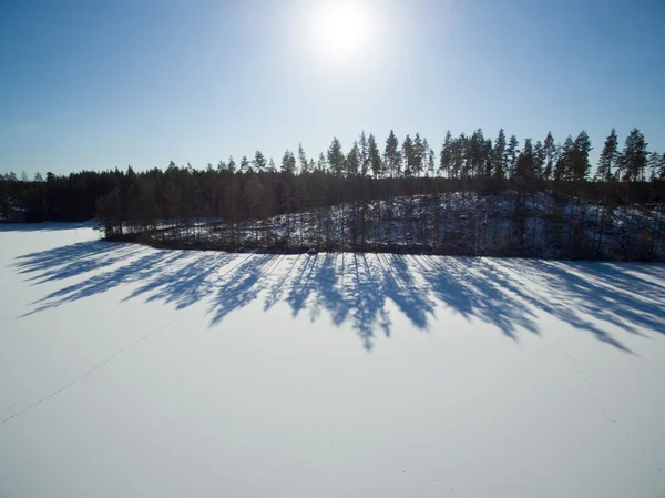 Zimní slunce v lese — Stock fotografie