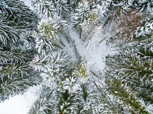 Invierno en el bosque — Foto de Stock