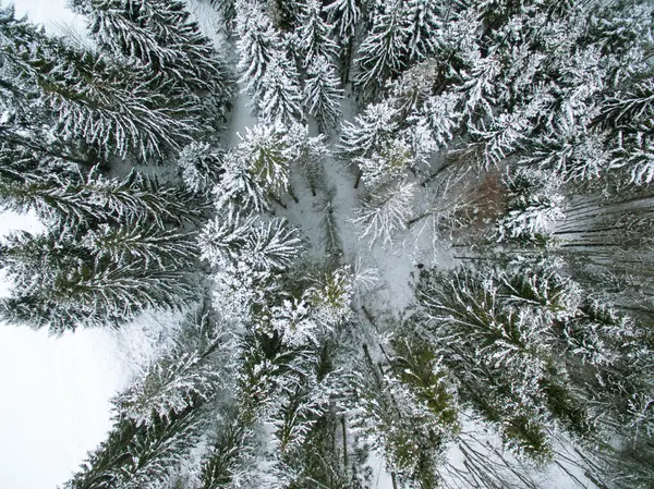 View from above the forest — Stock Photo, Image