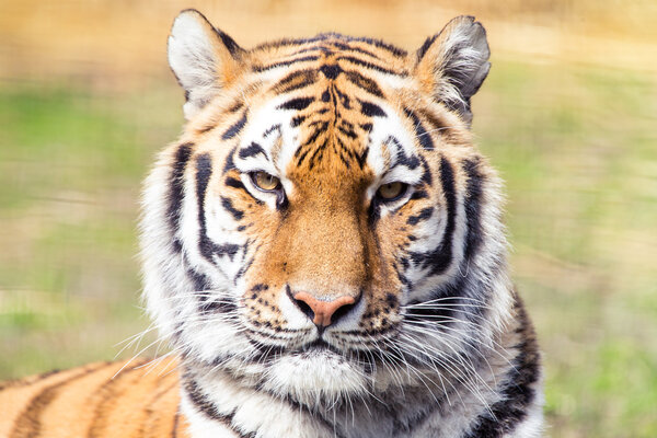 Amur ore Siberian tiger