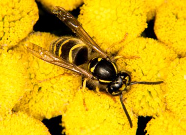 Beutiful ve tehlikeli wasp