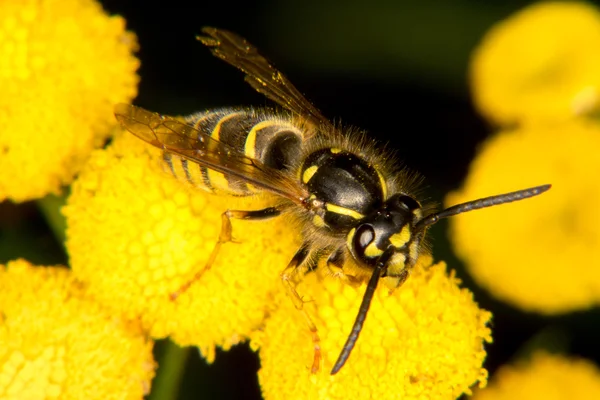 Vespa su fiore giallo — Foto Stock