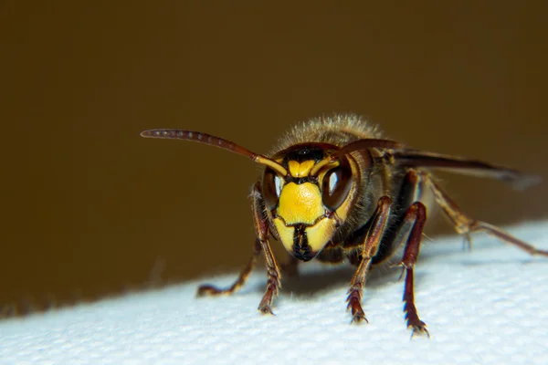 Avrupa bir hornet yakın çekim — Stok fotoğraf