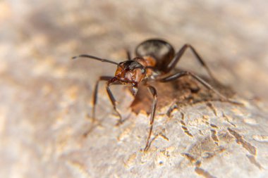 Baharın başlarında kırmızı odun karıncaları