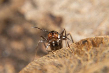 Baharın başlarında kırmızı odun karıncaları