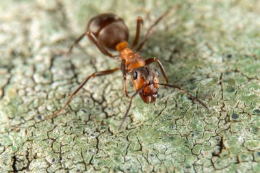 Baharda Kırmızı Orman Karıncaları