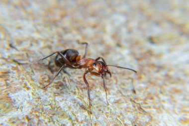 Baharda Kırmızı Orman Karıncaları