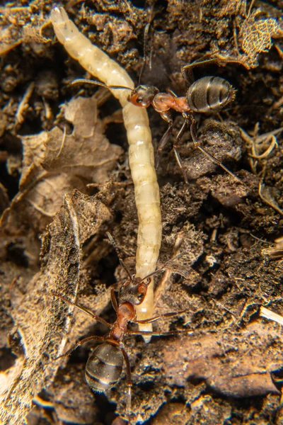 Rode Bosmieren Die Een Gevangen Prooi Vervoeren — Stockfoto