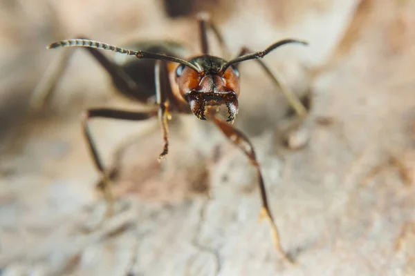 Red Wood Ant Also Known Wood Ant Southern Wood Ant — Stock Photo, Image