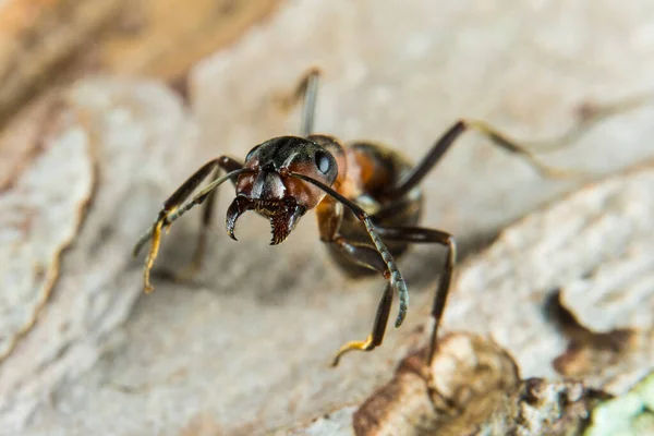 Formiga Madeira Vermelha Também Conhecida Como Formiga Madeira Formiga Minério — Fotografia de Stock