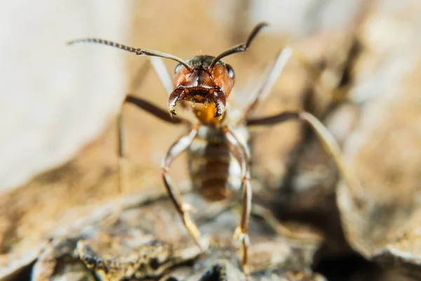 红木蚂蚁也被称为伍德蚂蚁 南方木材蚂蚁矿石蚂蚁 — 图库照片