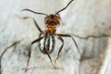 Kırmızı Orman Karıncaları olarak da bilinir, Güney Ormanı Karınca Karınca cevheri.
