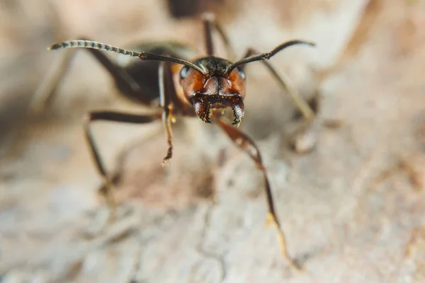 Red Wood Ant Επίσης Γνωστή Wood Ant Southern Wood Ant — Φωτογραφία Αρχείου