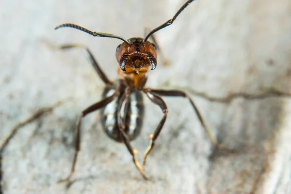 Red Wood Ant Επίσης Γνωστή Wood Ant Southern Wood Ant — Φωτογραφία Αρχείου