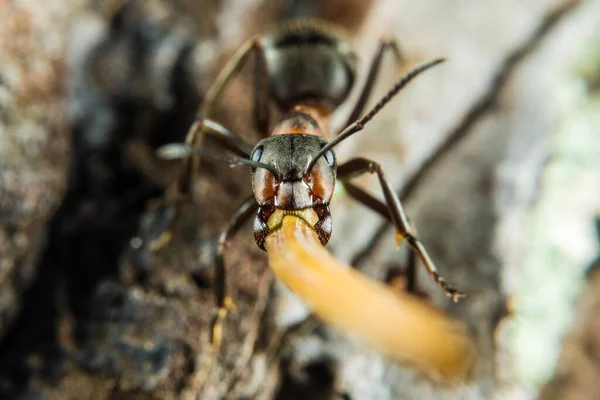 Red Wood Ant Also Known Wood Ant Southern Wood Ant — Stock Photo, Image