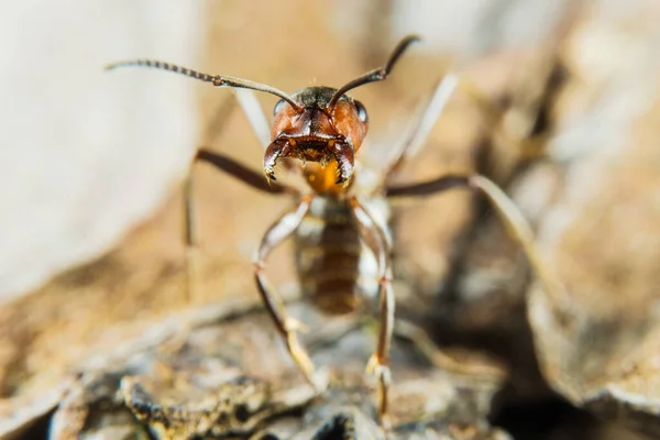 红木蚂蚁也被称为伍德蚂蚁 南方木材蚂蚁矿石蚂蚁 — 图库照片