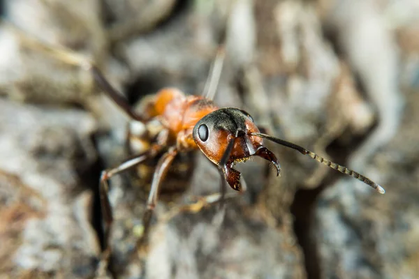 Formiga Madeira Vermelha Também Conhecida Como Formiga Madeira Formiga Minério — Fotografia de Stock
