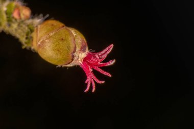 Yaygın Hazel dişi çiçeği