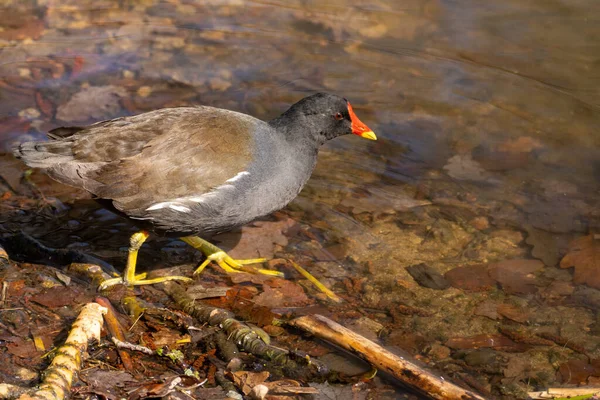Common Moorhen Common Wetlands Can Also Called Waterhen Swamp Chicken — Stock Photo, Image