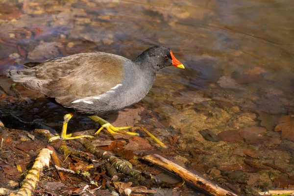 Moorhen Comum Comum Zonas Húmidas Também Pode Ser Chamado Galinha — Fotografia de Stock