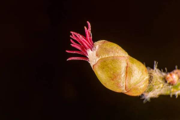 一般的なヘイゼルの女性の花 — ストック写真