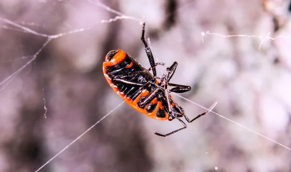 Firebug — Stock Photo, Image